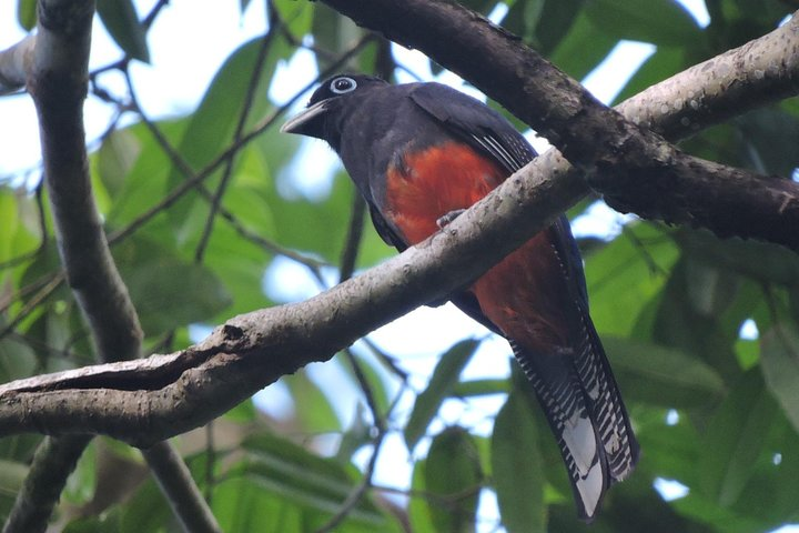Private Bird Watching Tour — Drake Bay - Photo 1 of 7